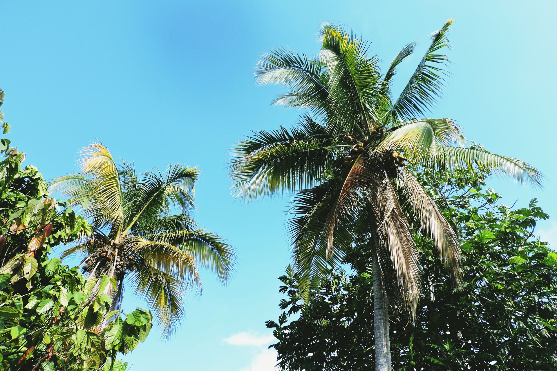 Fotografía de palmeras